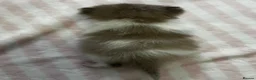 Ragdoll cats for sale: female Ragdoll, ready to go June 26th June - Advert 25