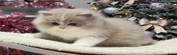 British Shorthair cats for sale: Gorgeous British Kittens - Advert 5