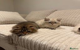 British Longhair cats for sale: British long hair  - Image 10