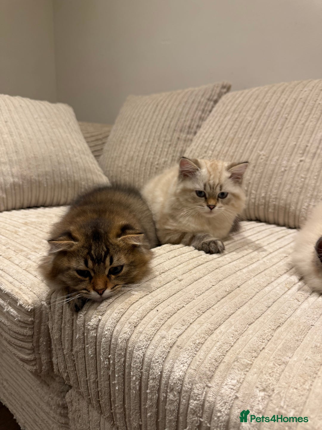 British Longhair cats for sale: British long hair  - Image 10