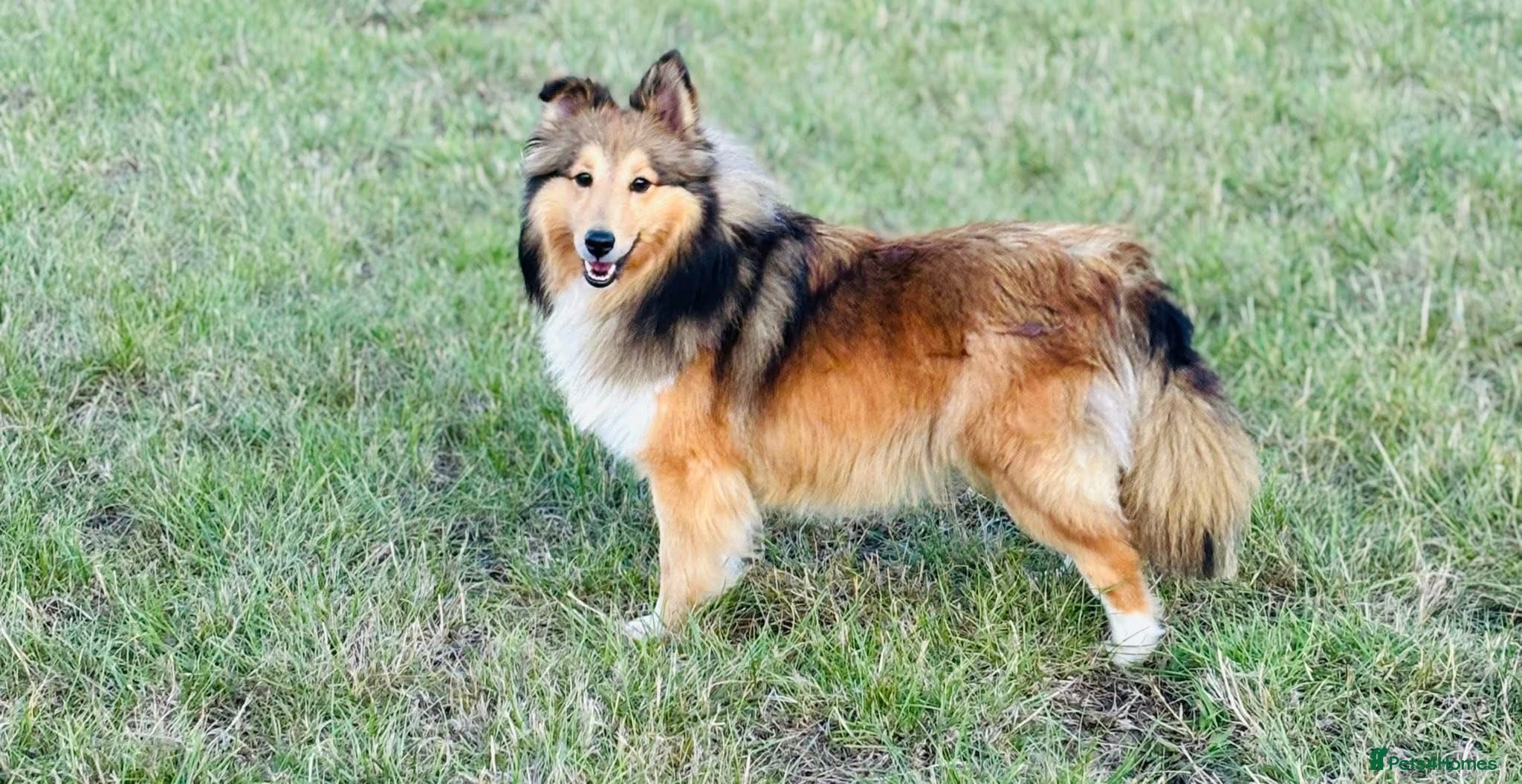 Shetland Sheepdog dogs Beautiful small Shetland sheepdog girl  - Advert 1