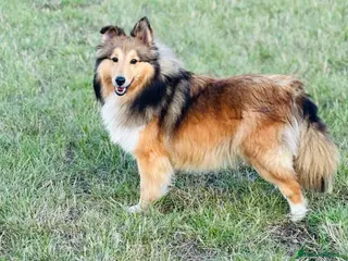 Shetland Sheepdog dogs Beautiful small Shetland sheepdog girl - Advert 1