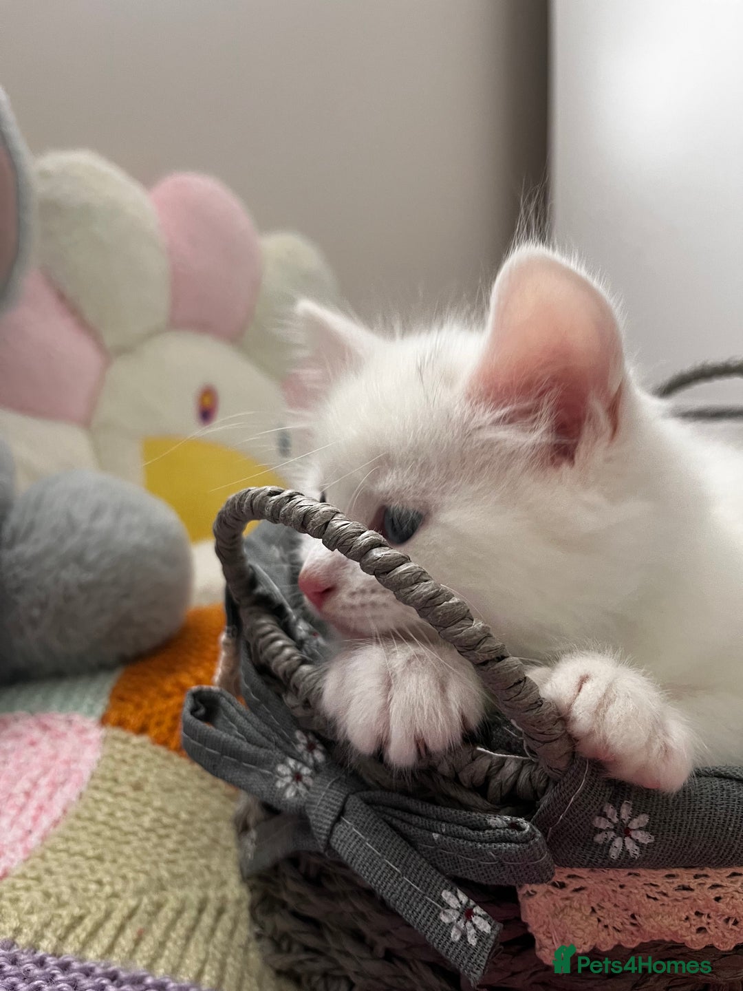 Turkish Angora cats for sale: Turkish Angora Longhair kittens - Advert 29