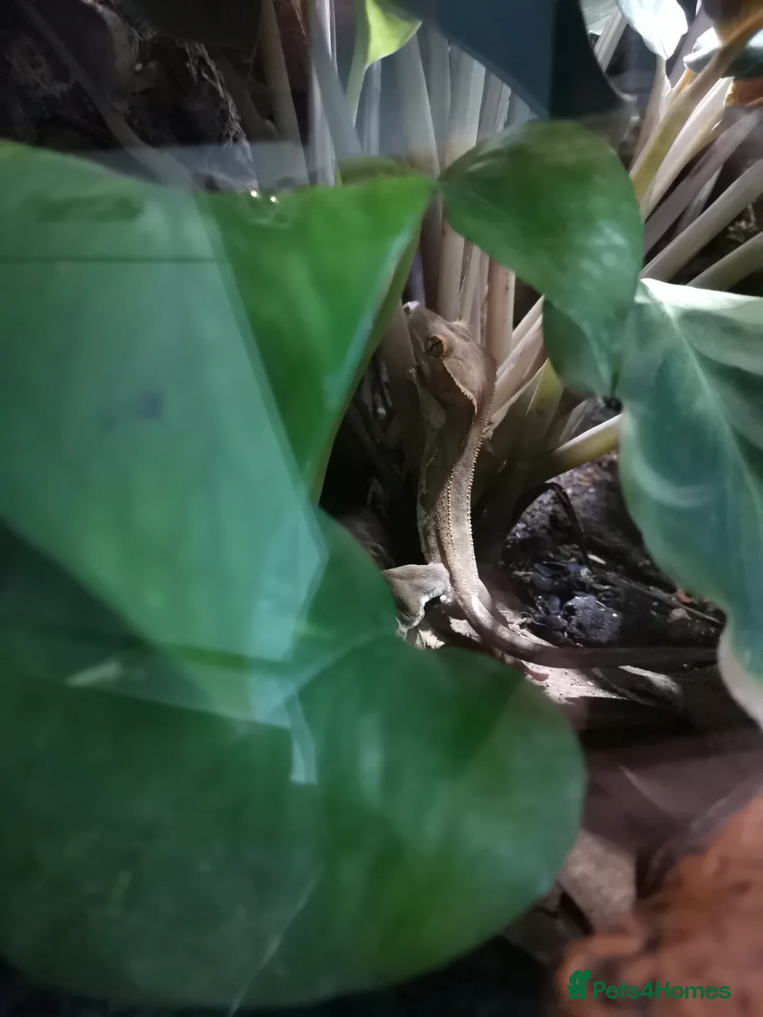 Gecko reptiles for sale: Crested Gecko male 9/10 months old - Advert 3