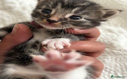 Maine Coon cats for sale: Adorable Kittens  - Image 10