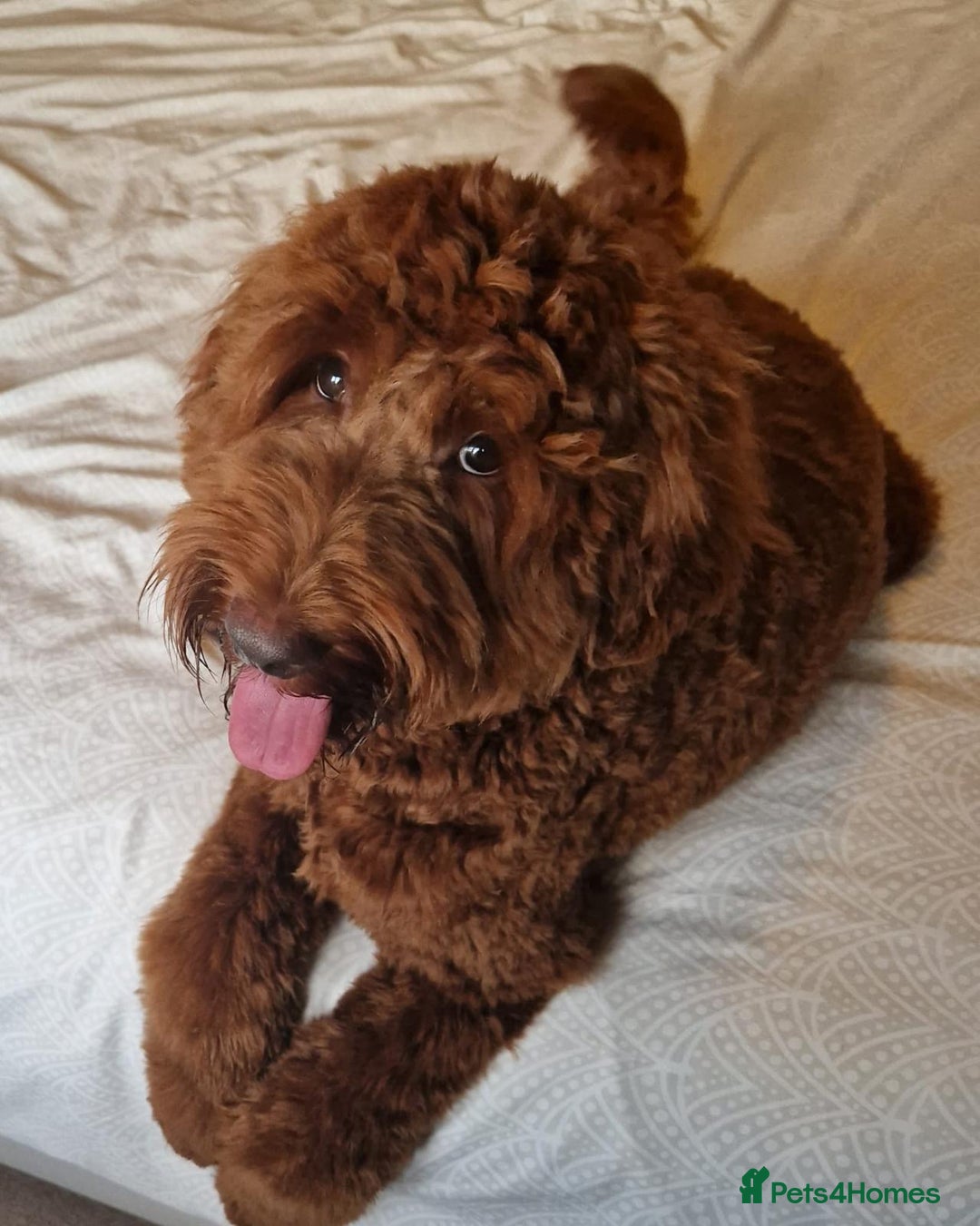 Australian Labradoodle dogs for sale: 100% Pure bred Australian Labradoodle - Image 9
