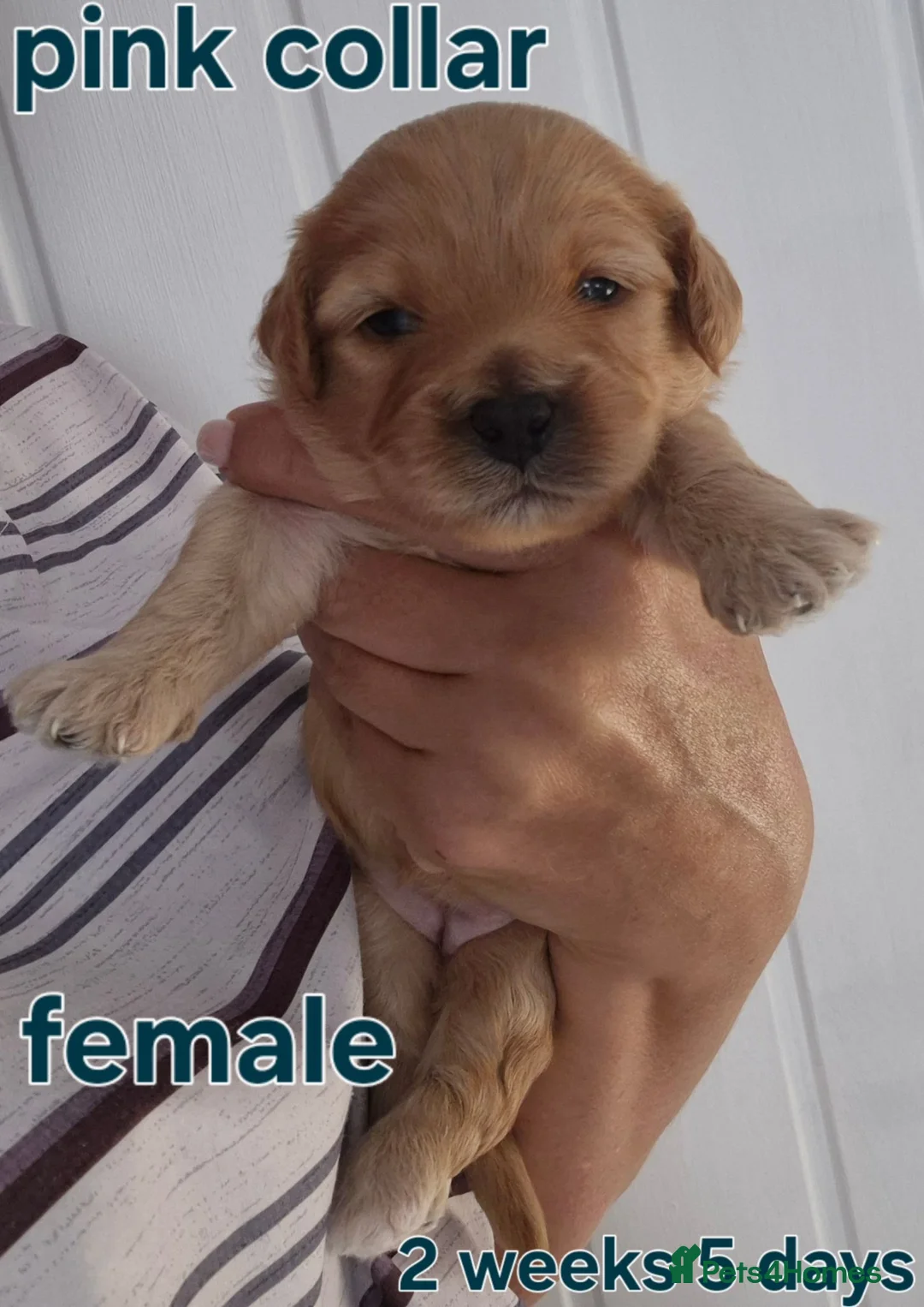 Cavapoochon dogs for sale: Lovely little cavapoochons  - Advert 11