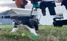 Border Collie dogs for sale: Playful puppies  - Image 13
