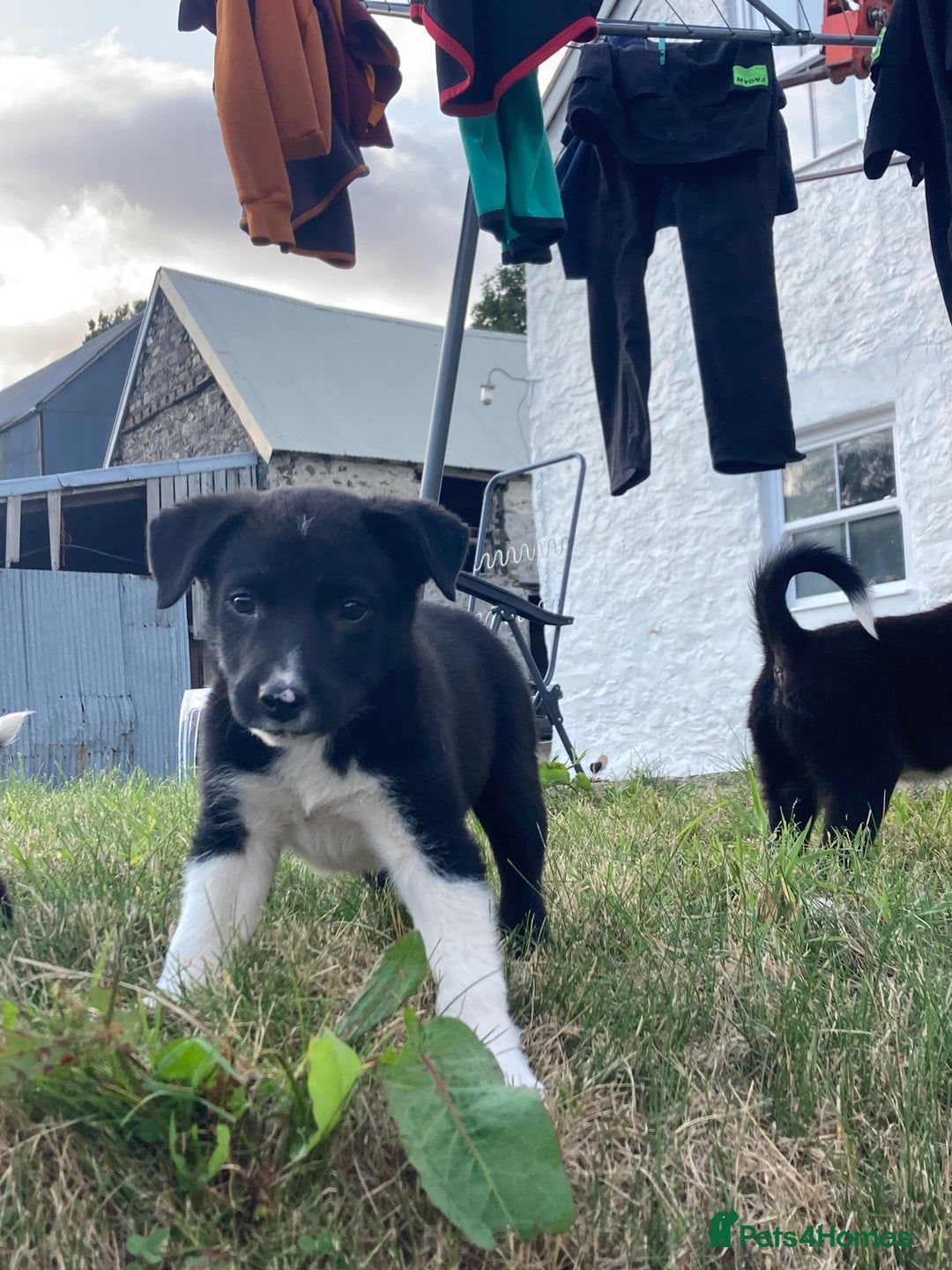Border Collie dogs for sale: Playful puppies  - Image 13