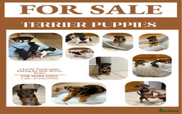 Patterjack dogs for sale: Terrier Puppies - Image 1