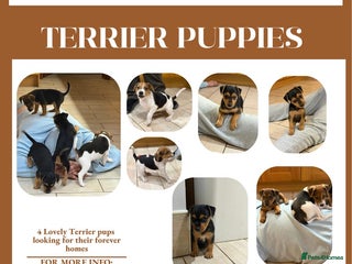 Patterjack dogs Terrier Puppies - Advert 1