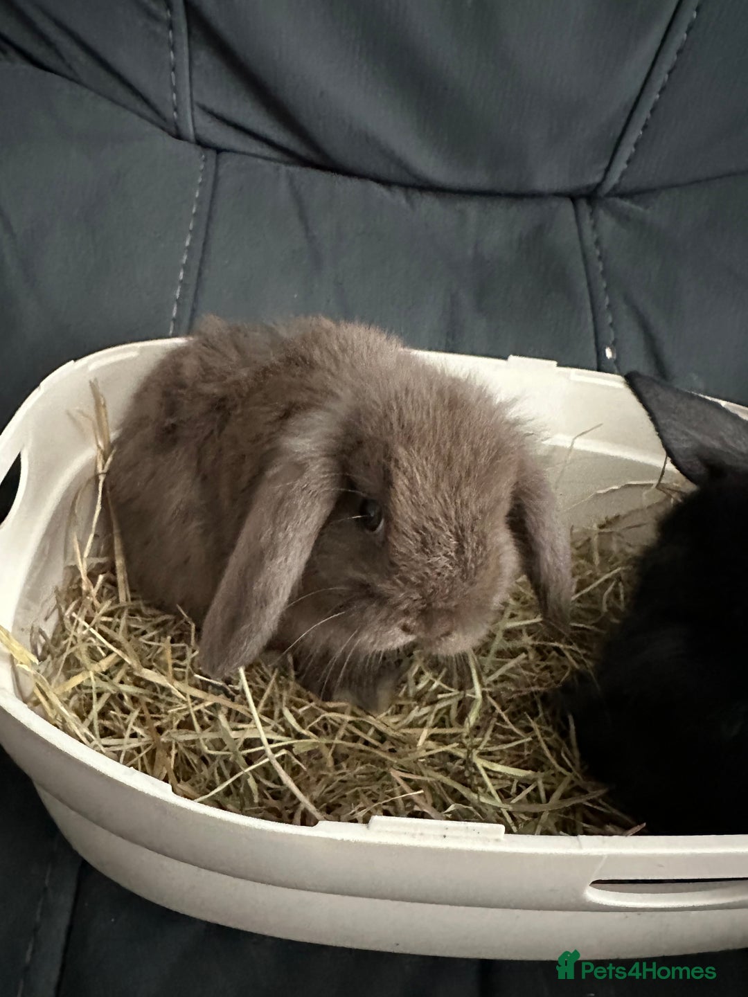 Mini Lop rabbits for sale: Mini lop rabbits  - Image 2
