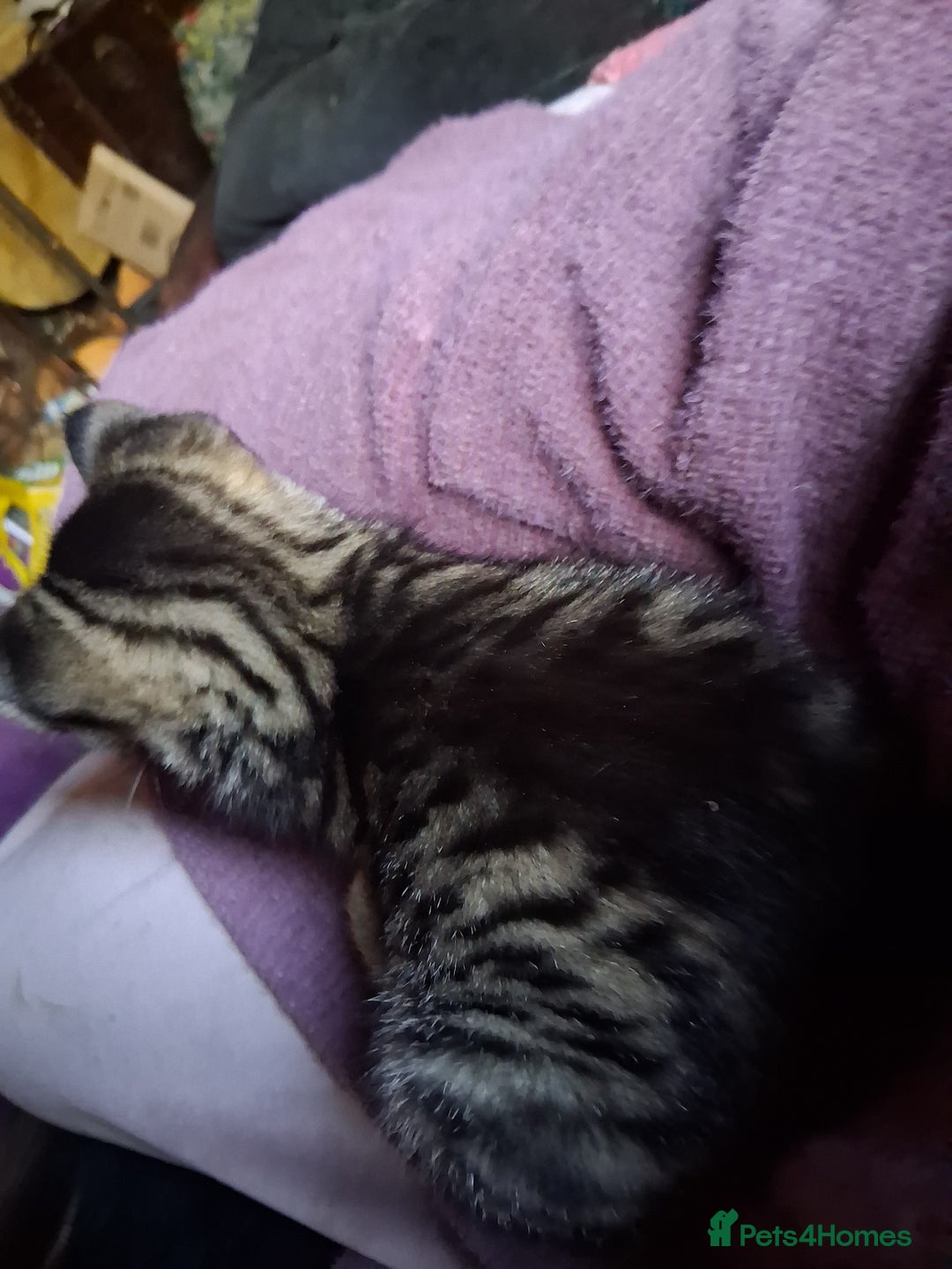 Mixed Breed cats for sale: ⭐️⭐️Stunning Russian Blue X Bengal Kittens ⭐️⭐️⭐️ - Advert 36