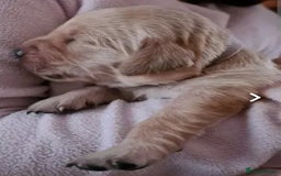 Golden Retriever dogs for sale: Available for STUD - Image 26