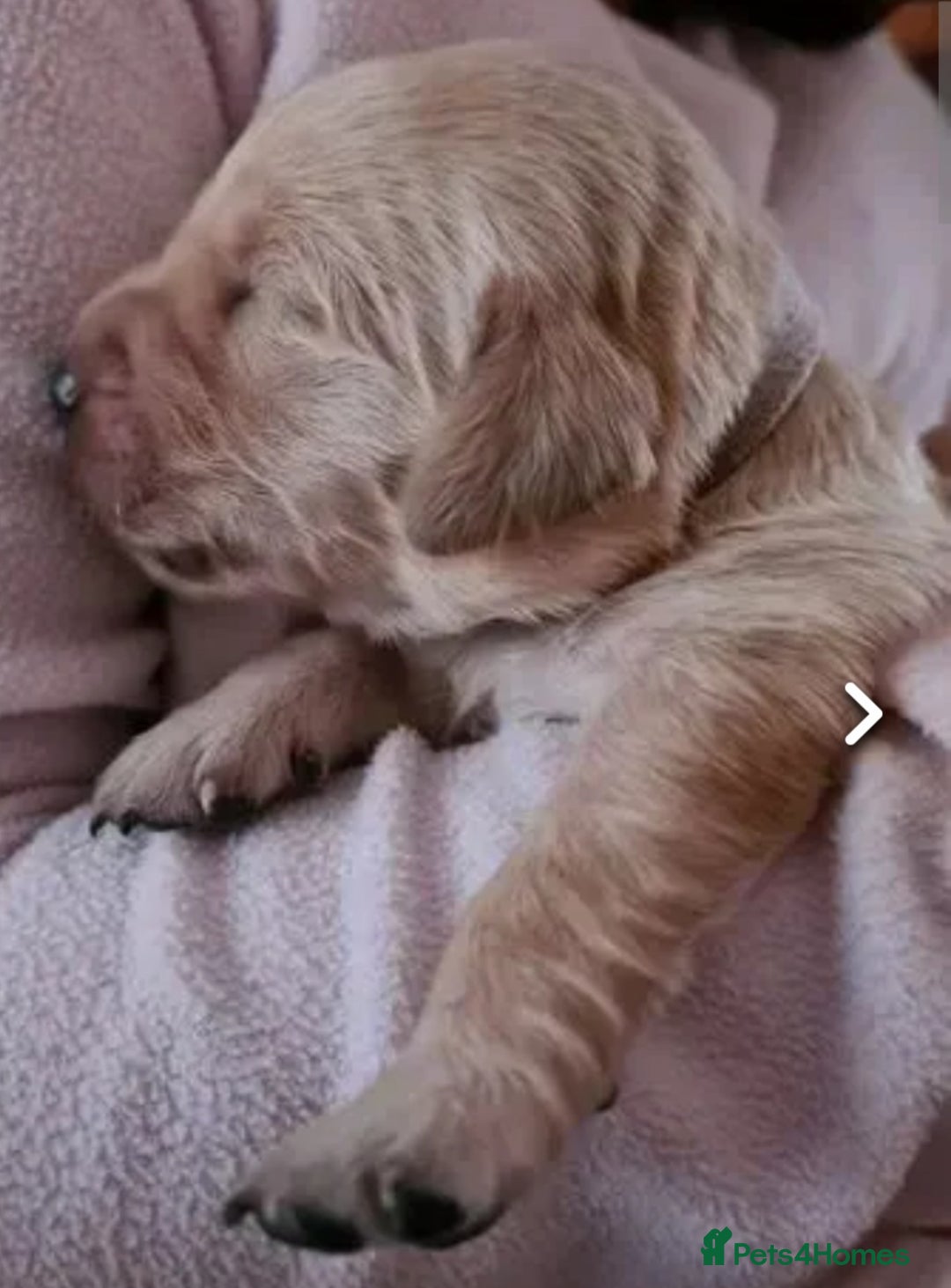 Golden Retriever dogs for sale: Available for STUD - Image 26