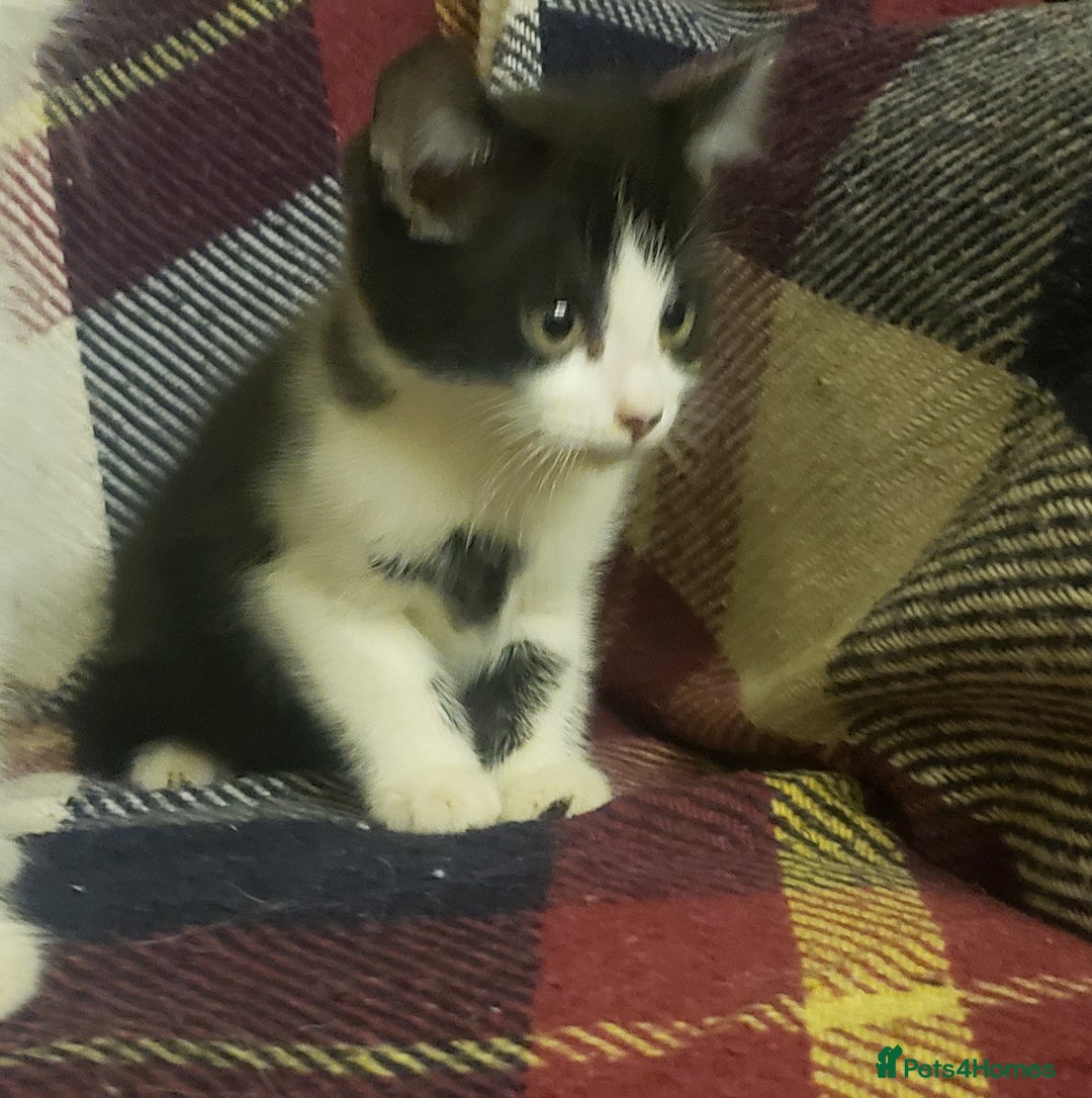 Mixed Breed cats for sale: Beautiful fluffy kittens for sale. - Image 3