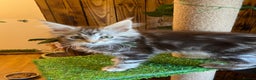 Maine Coon cats for sale: Gccf maine coon babies - Advert 31