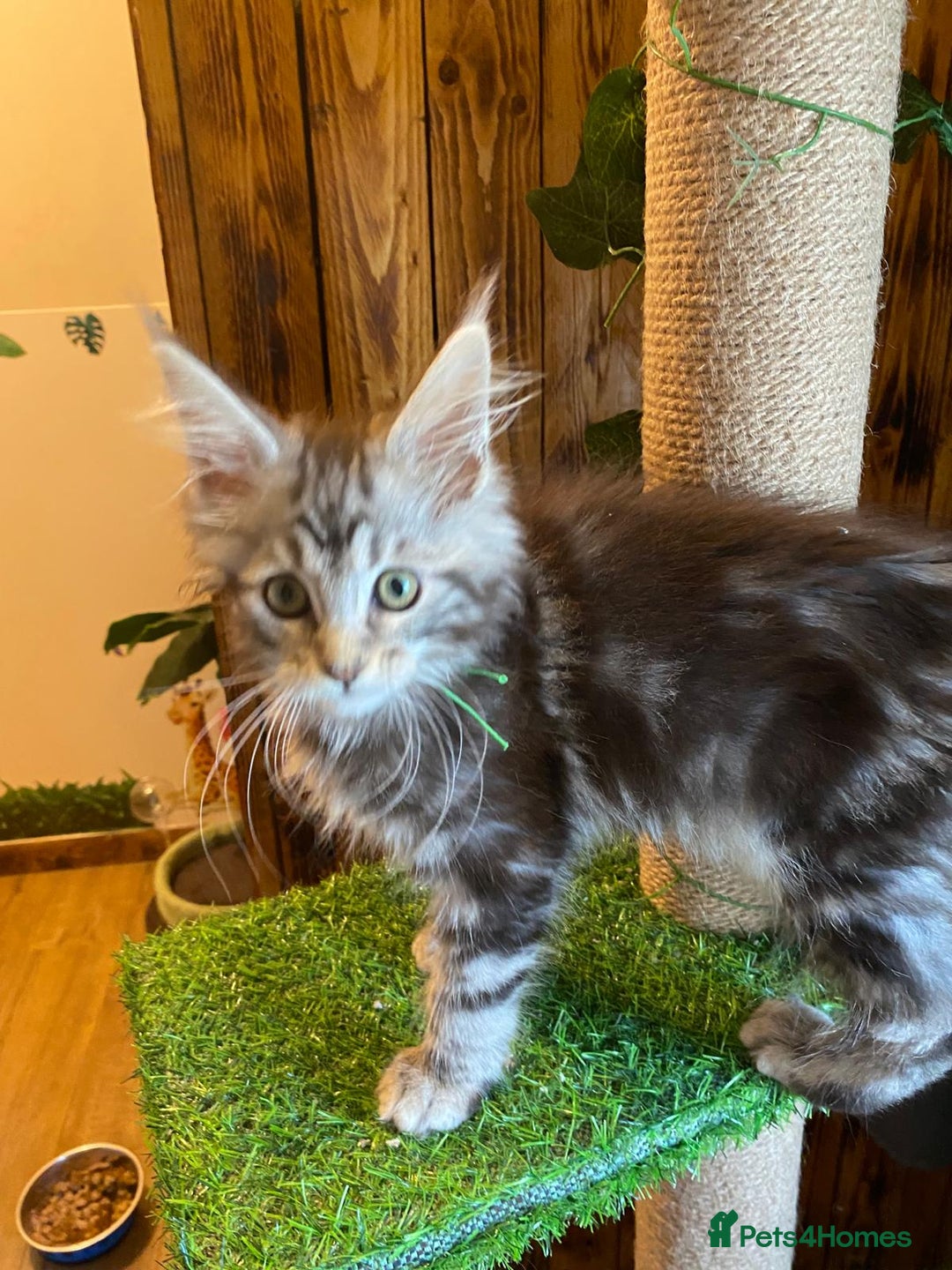 Maine Coon cats for sale: Gccf maine coon babies - Advert 31