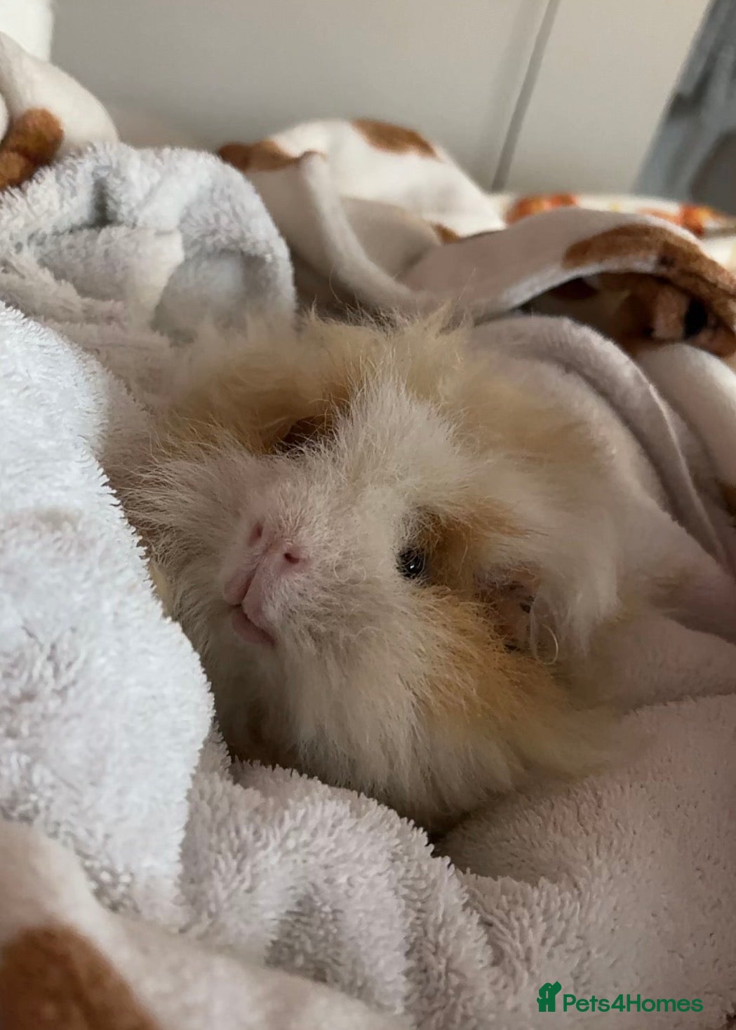 Guinea Pig rodents Male Guinea pig - Advert 1