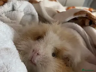 Guinea Pig rodents Male Guinea pig - Advert 1