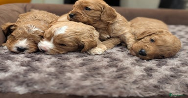 Cavapoo dogs 🌟F1 Cavapoo puppies Extensively health tested🌟  - Advert 13