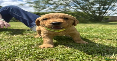 Golden Retriever dogs in Malton - Advert 8