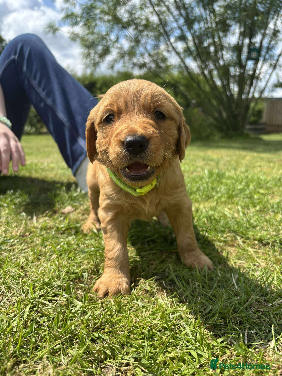 Golden Retriever dogs for sale: Kc pedigree golden retrievers (fox red  in Malton - Image 2