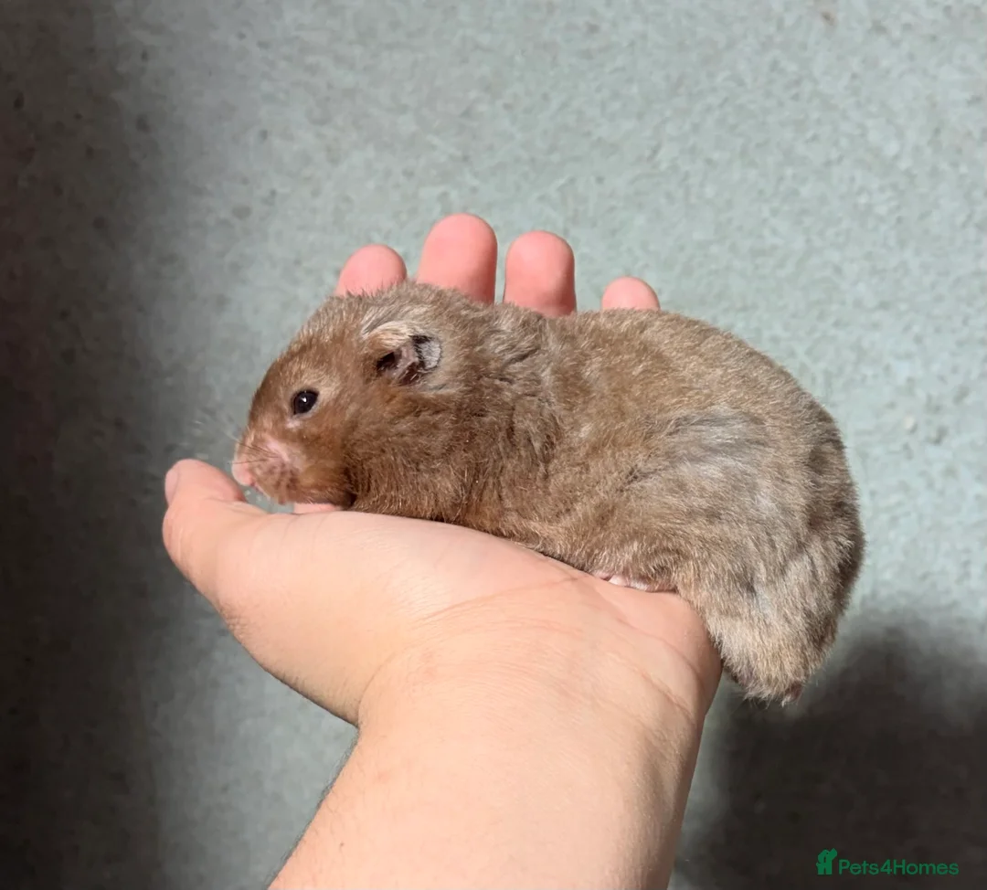 Hamster rodents for sale: OLDER STUNNING TAME PEDIGREE HAMSTERS - Advert 1