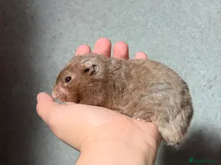 Hamster rodents OLDER STUNNING TAME PEDIGREE HAMSTERS - Advert 13