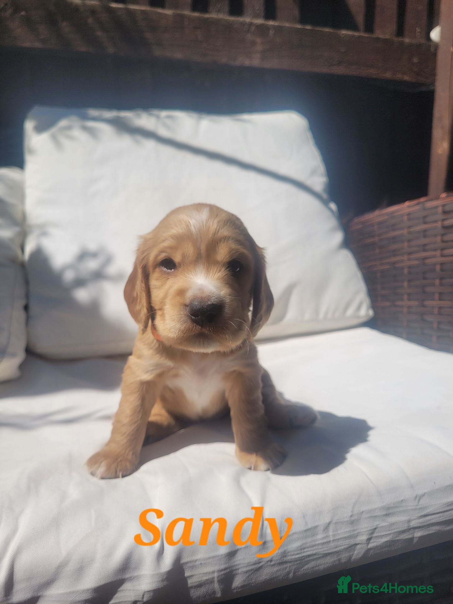 Cocker Spaniel dogs Beautiful golden working cocker spaniel puppies  - Advert 1