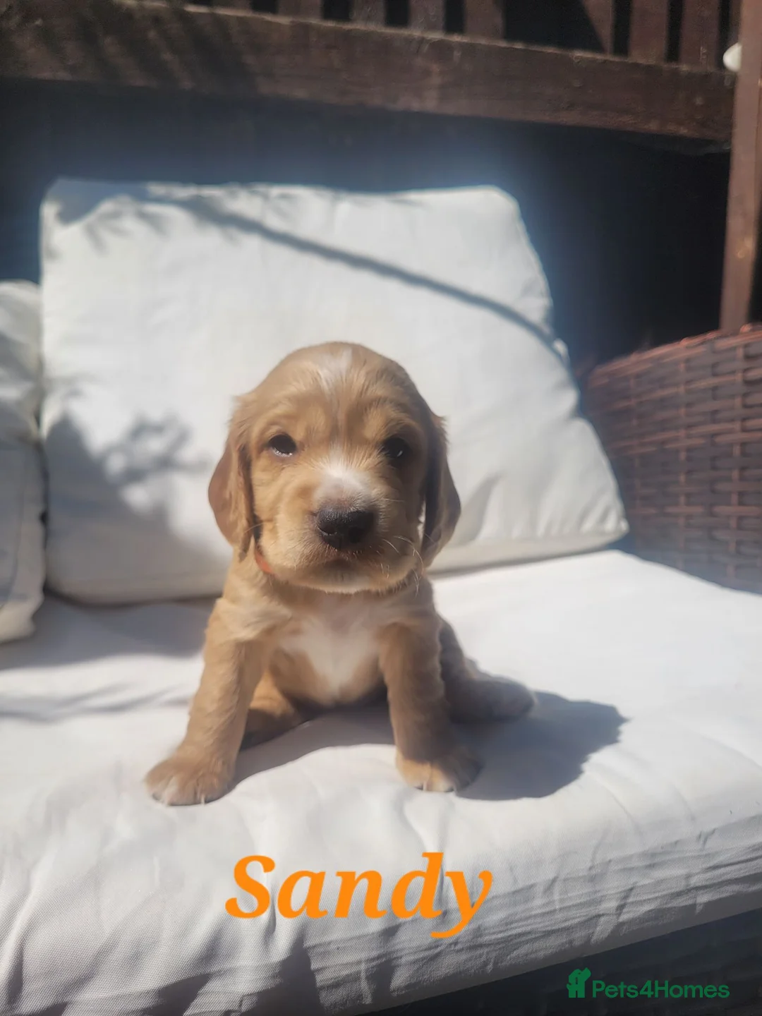 Cocker Spaniel dogs for sale: Beautiful golden working cocker spaniel puppies  - Advert 1