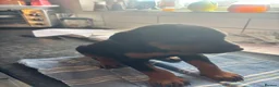 Dobermann dogs for sale: Beautiful Doberman puppues - Advert 13