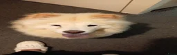 Chow Chow dogs for sale: Gorgeous white chow chow girl  - Advert 2
