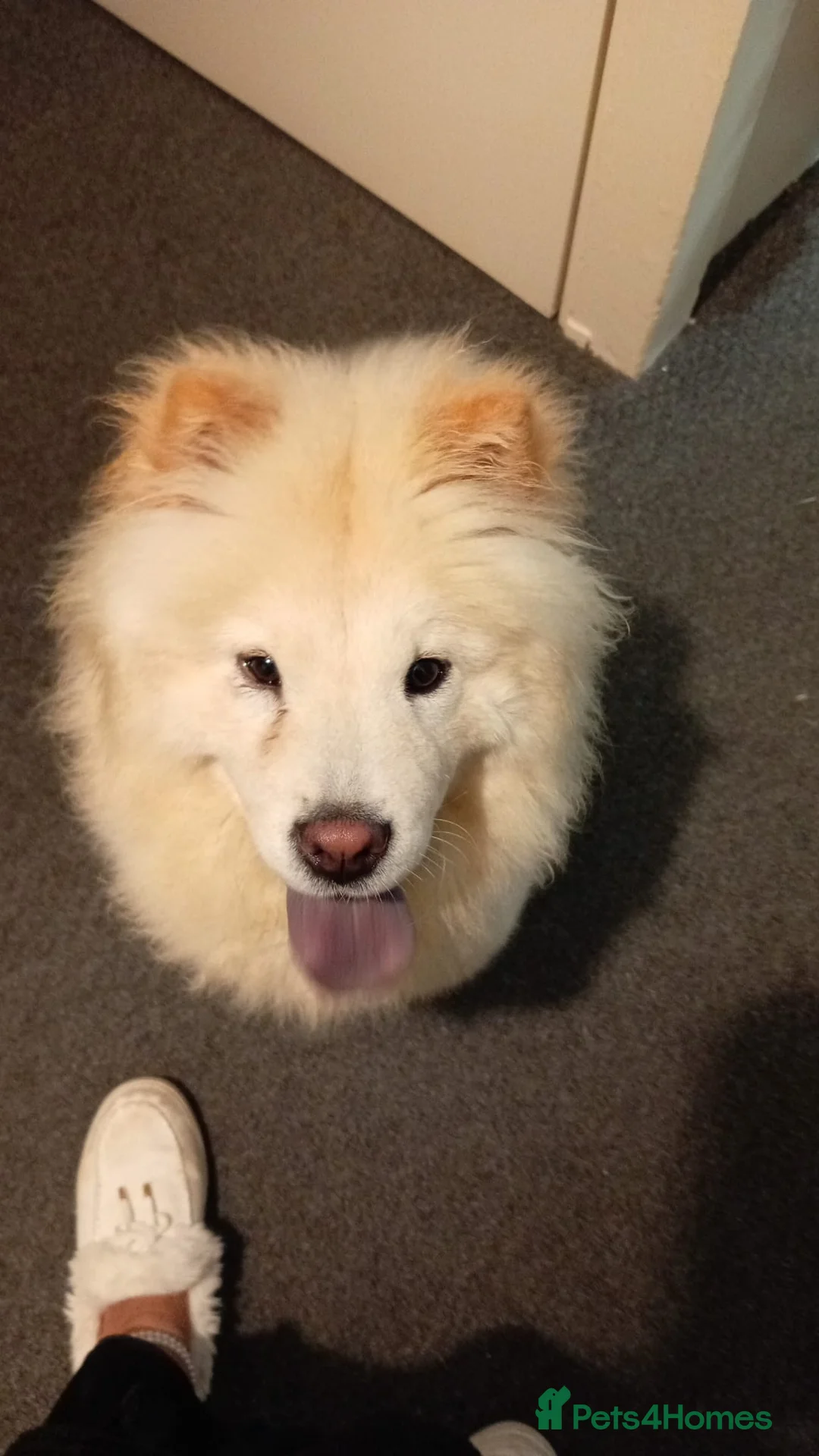 Chow Chow dogs for sale: Gorgeous white chow chow girl  - Advert 2