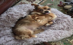 Mixed Breed dogs for adoption: 💕Suzi  - Image 1