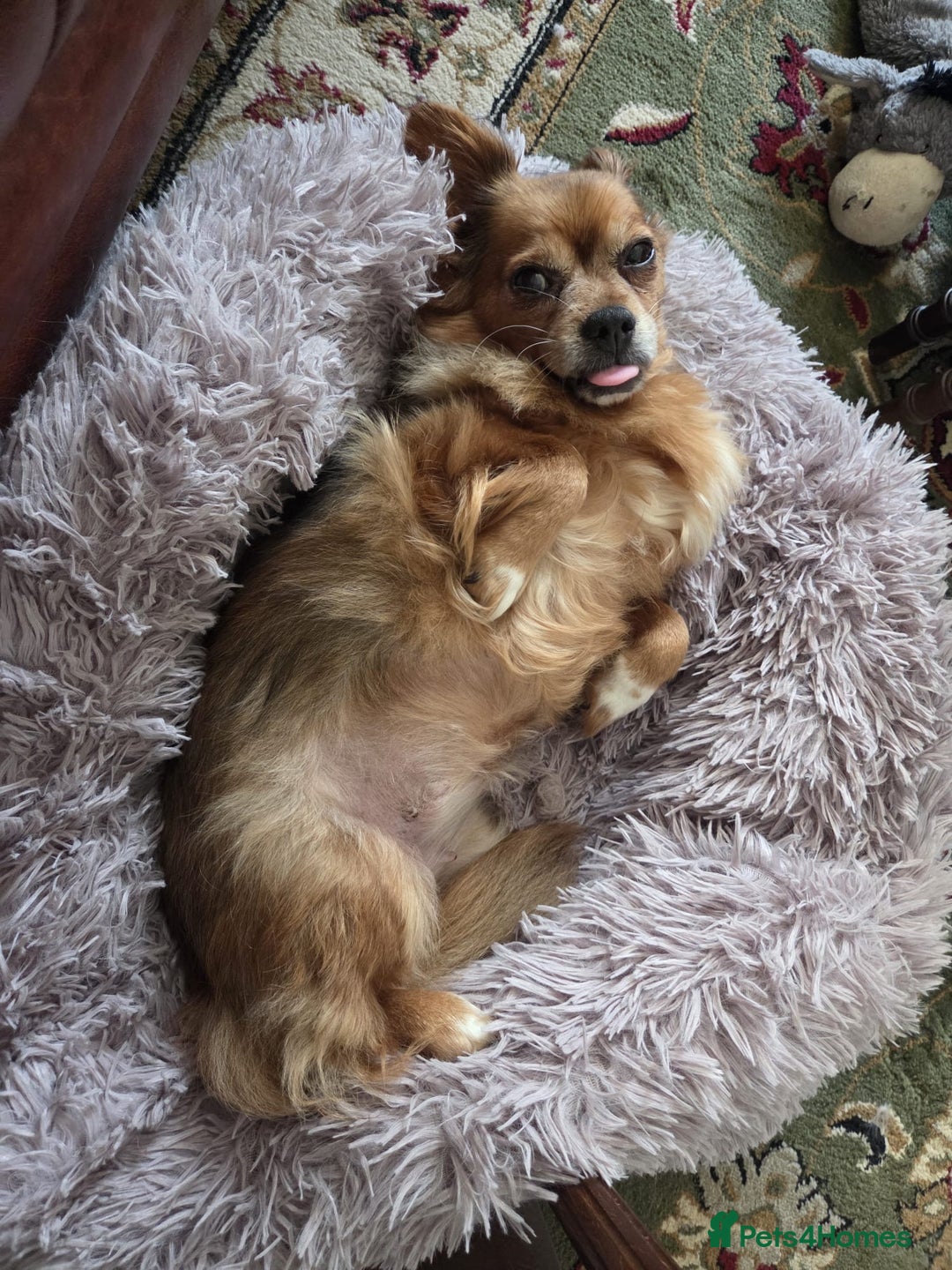 Mixed Breed dogs for adoption: 💕Suzi  - Image 1