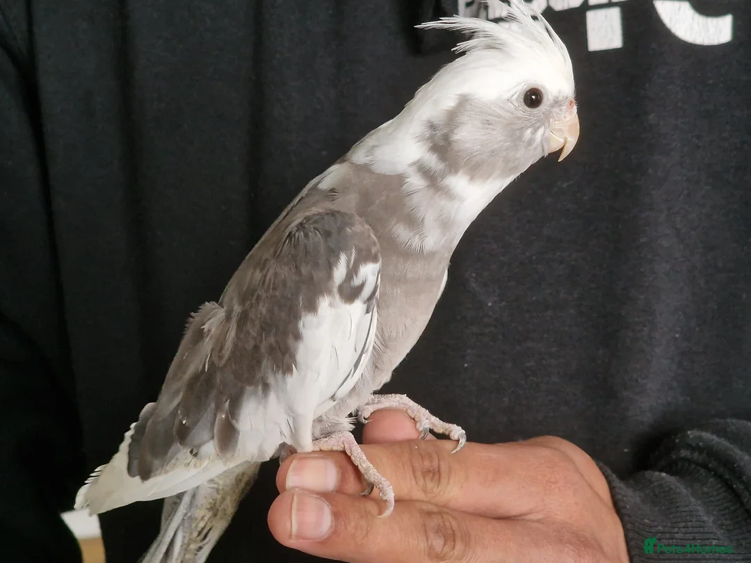 Cockatiels birds for sale: Super Tamed baby Cockatiel for sale  - Advert 2