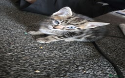 Mixed Breed cats for sale: 🐈‍⬛🐈4x kittens for sale 🐈‍⬛🐈 - Image 5