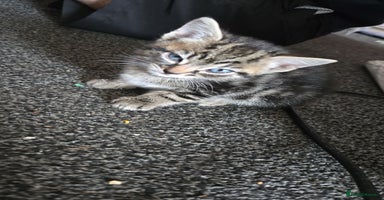 Mixed Breed cats - Advert 16