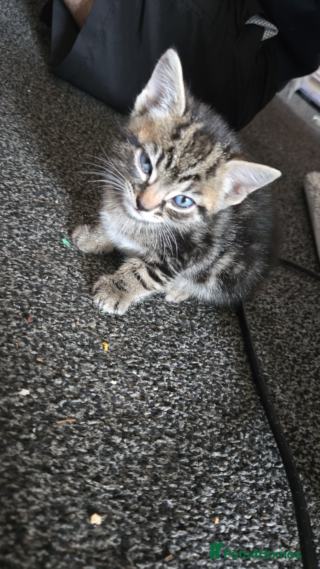 Mixed Breed cats for sale: 🐈‍⬛🐈4x kittens for sale 🐈‍⬛🐈 - Image 5