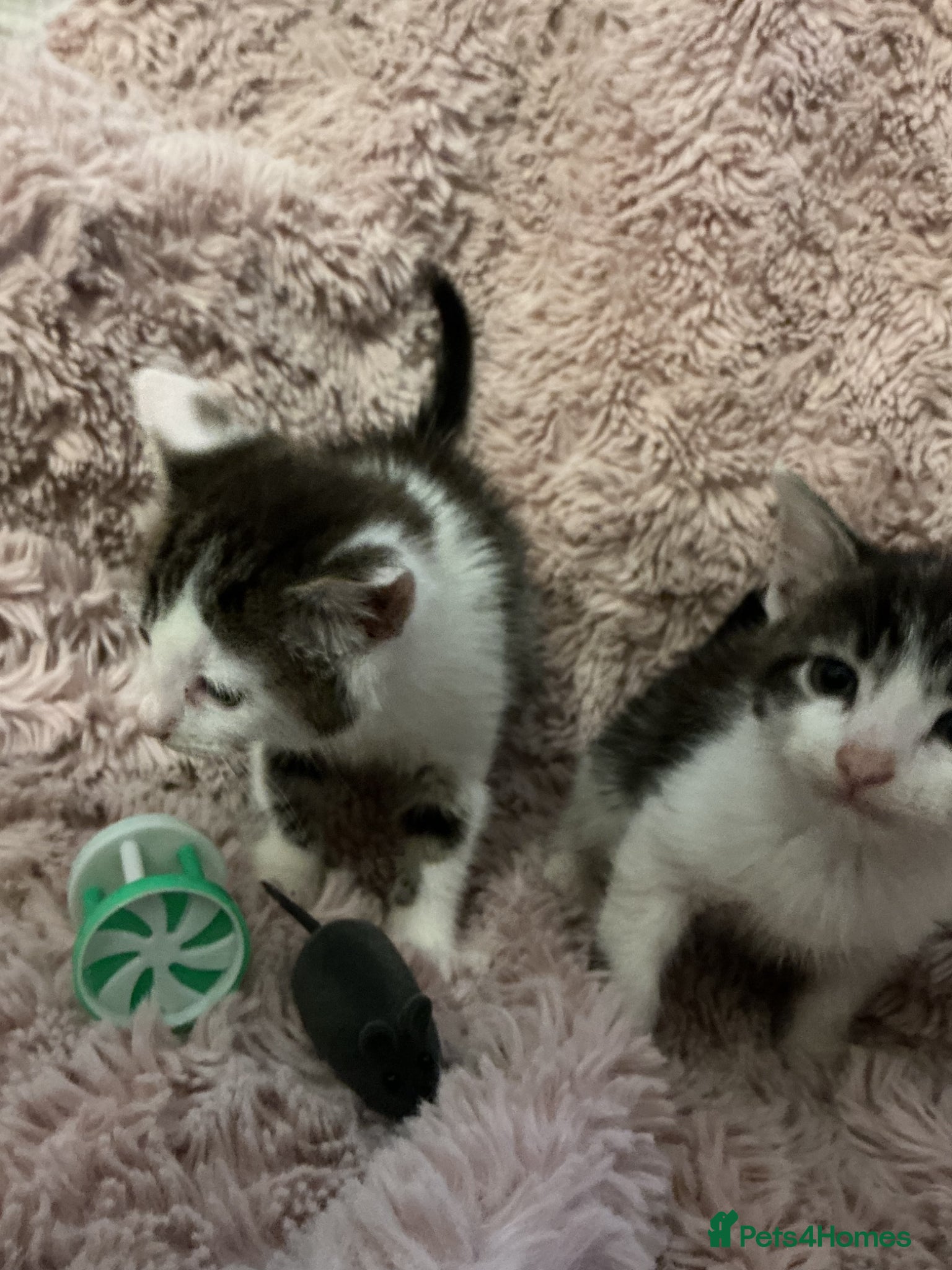 Bengal cats for sale: Beautiful kittens ready for 5* homes - Advert 5