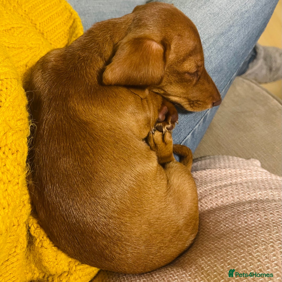 Miniature Dachshund dogs for sale: Mini smooth red dachshund girl - Image 5