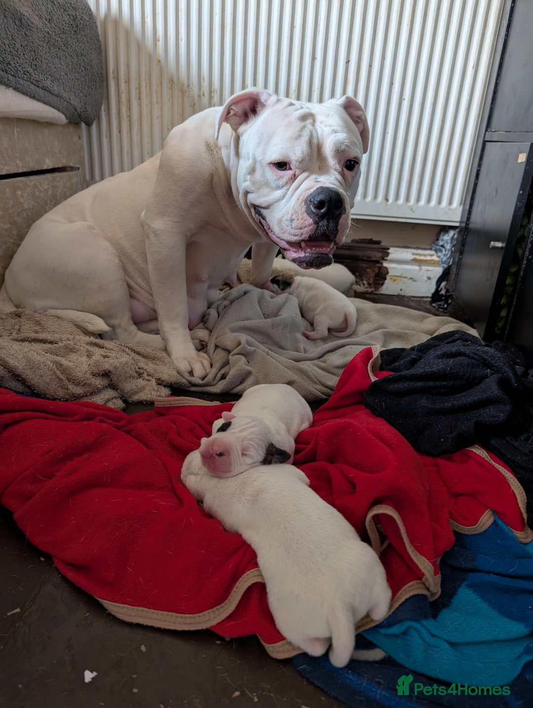 American Bulldog dogs for sale: Johnson American bulldog pups (ready to leave)  - Image 16