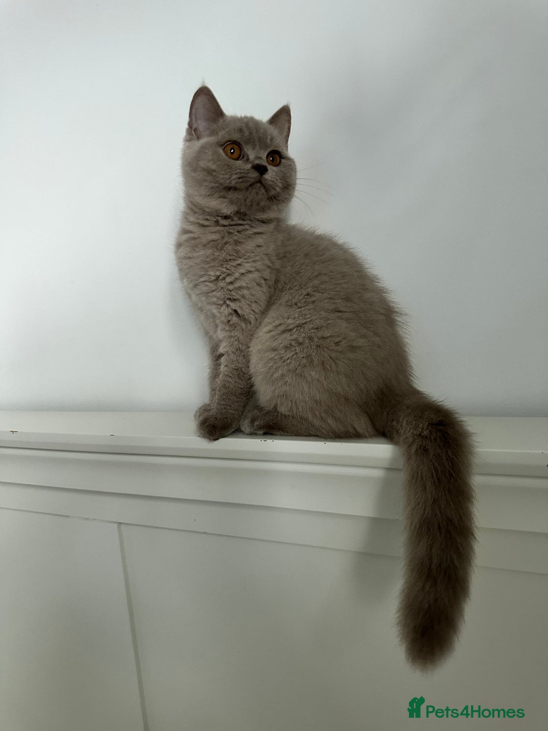British Shorthair cats for sale: Ready🏡British Shorthair Chuky Kittens - Image 12