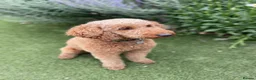 Mixed Breed dogs for sale: Beautiful Golden Cavadoodle Puppies for Sale. in Chertsey - Advert 2
