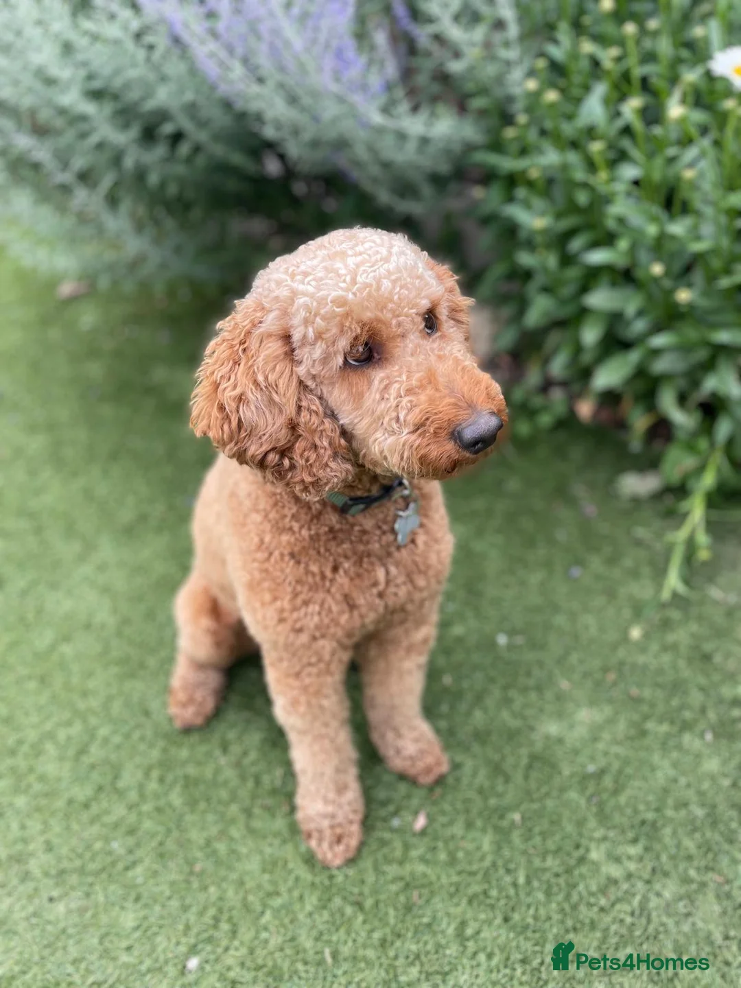 Mixed Breed dogs for sale: Beautiful Golden Cavadoodle Puppies for Sale. in Chertsey - Advert 2