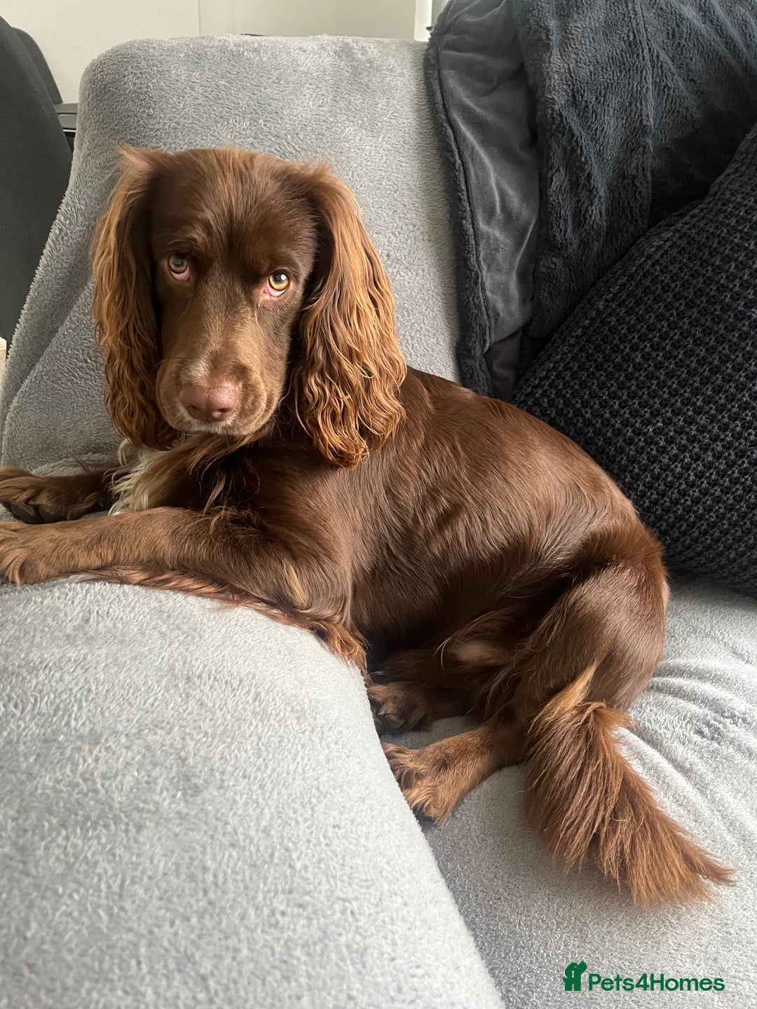 Cocker Spaniel dogs for stud: Working cocker spaniel available for stud  - Image 5
