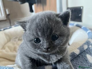 British Shorthair cats Beautiful GCCF British Shorthair Kittens - Advert 1