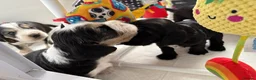 Cocker Spaniel dogs for sale: Ready Now RKC Reg DNA CLEAR Show Cocker Female in Fareham - Advert 35