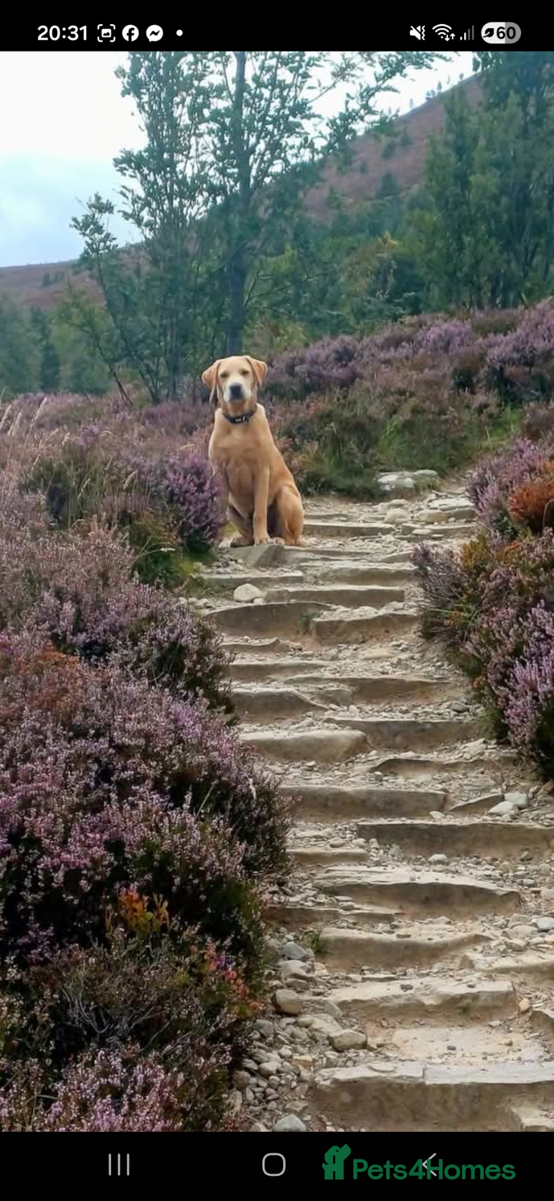 Labrador Retriever dogs for stud: KC Registered  Labrador  Stud – Proven in Inverness - Advert 2